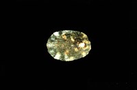 藏品(花笠螺)的圖片